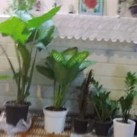 گل وگیاه طبیعی