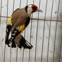 تعدادی سهره سرسیاه مست