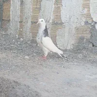کبوتر پرشتی