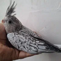 عروس هلندی مولد وجوجه|پرنده|پاکدشت, پاکدشت (مامازند)|دیوار