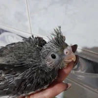 طوطی جفت مولد