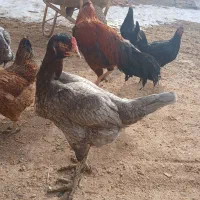 مرغ|حیوانات مزرعه|تهران, شهرک آزمایش|دیوار