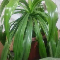 گل و گیاه|گل و گیاه طبیعی|شیراز, کوشک میدان|دیوار