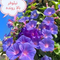 بذرگل|گل و گیاه طبیعی|بندرلنگه, |دیوار