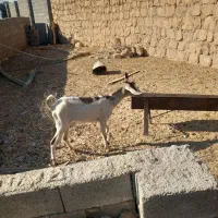 بز کولار گیسه صلاله|حیوانات مزرعه|جهرم, |دیوار