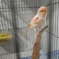 قناری موزاییکی اورجینال