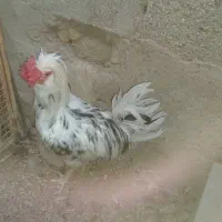 مرغ و خروس گلین چهل تاج|حیوانات مزرعه|کاکی, |دیوار