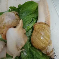 حلزون آچاتینا|خزنده|محمدشهر, سیدآباد|دیوار