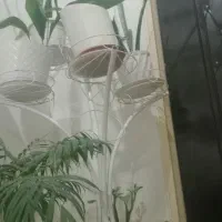 پایه گل|گل و گیاه طبیعی|پاکدشت, پارچین|دیوار