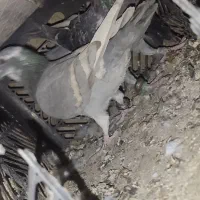 جوجه پلاکی خط زرد