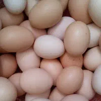 تخم مرغ محلی