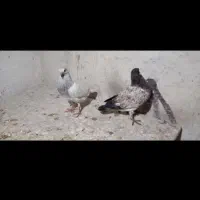 جوجه کبوتر پرشی|پرنده|آمل, |دیوار