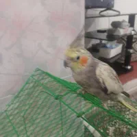 عروس هلندی دستی