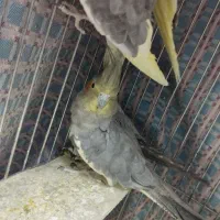 عروس هلندی نر و ماده|پرنده|قیدار, |دیوار