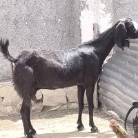 بز داشتی درجه یک آبستن