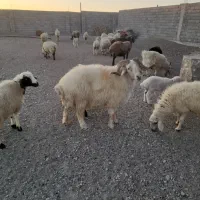 سلام فروش  گوسفند کشتاری