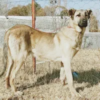 توله سرابی خالس|سگ|شاهرود (اردبیل), |دیوار