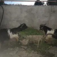 بز‌غاله