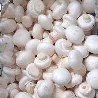 قارچ خوراکی