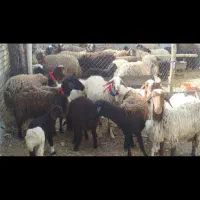 7عدد میش بره روزگاری.