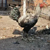 خروس‌لاری ‌