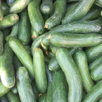 حراج خیارسبزمحلی 25