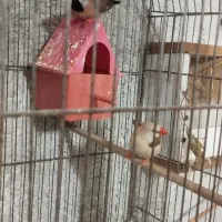 یجفت فنچ کراواتی،بابت تخفیف یکدانه بنگالی