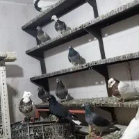 فروش کبوتر|پرنده|چمران, |دیوار