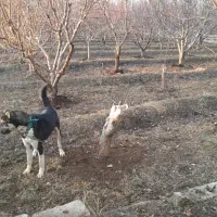 سگ نگهبان|سگ|نوشین شهر, |دیوار