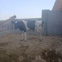 مادگاو شکم دوم ۲۵ کیلو شیر میده