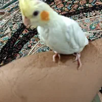 عروس هلندی گم شده