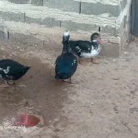 اردک|حیوانات مزرعه|اهر, |دیوار