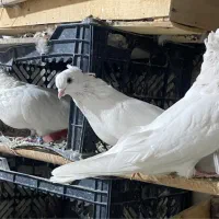 کبوتر|پرنده|کرج, گوهردشت|دیوار