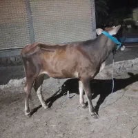 گاو شنگوله جرسی با دو عدد گوساله نر