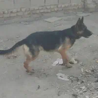 واگذاری سگ ژرمن