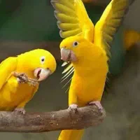 خورشیدی ملنگو شاه راهب میخرم پرندگان شما را