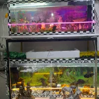 ماهی ردتیل واوسکاروپنکوسی لجنخوار