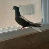 کفتر  زاغ دم سفید  فروشی|پرنده|مشهد, آزادشهر|دیوار