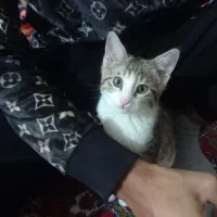 گربه خوشگل  ناز|گربه|گرگان, |دیوار