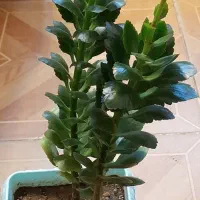 گل و گیاه|گل و گیاه طبیعی|اردبیل, |دیوار