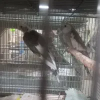 عروس هلندی مولد وسخنگو ومرغ عشق رنگین کمان