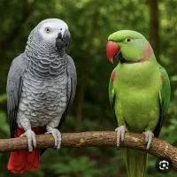 خرید کاسکو، شاه‌طوطی، ملنگو و خورشیدی