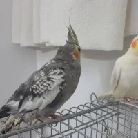 عروس هلندی جوان و دستی|پرنده|قم, پردیسان|دیوار