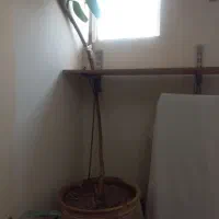 گل فیکوس برگ پهن