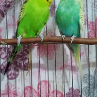 مرغ عشق انگلیسی گرید A|پرنده|الوند, |دیوار