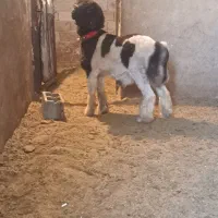 ۱راس بره نر تخمی روزگاری|حیوانات مزرعه|مرودشت, تخت جمشید|دیوار