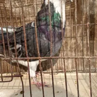 حیوانات پرنده