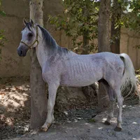 نریان خوش سواری|اسب و تجهیزات اسب‌سواری|تهران, بهارستان|دیوار
