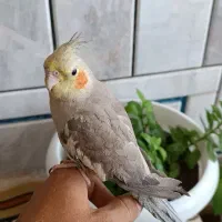 عروس هلندی ماده دستی