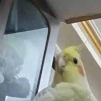 گمشده عروس هلندی بنام فندق